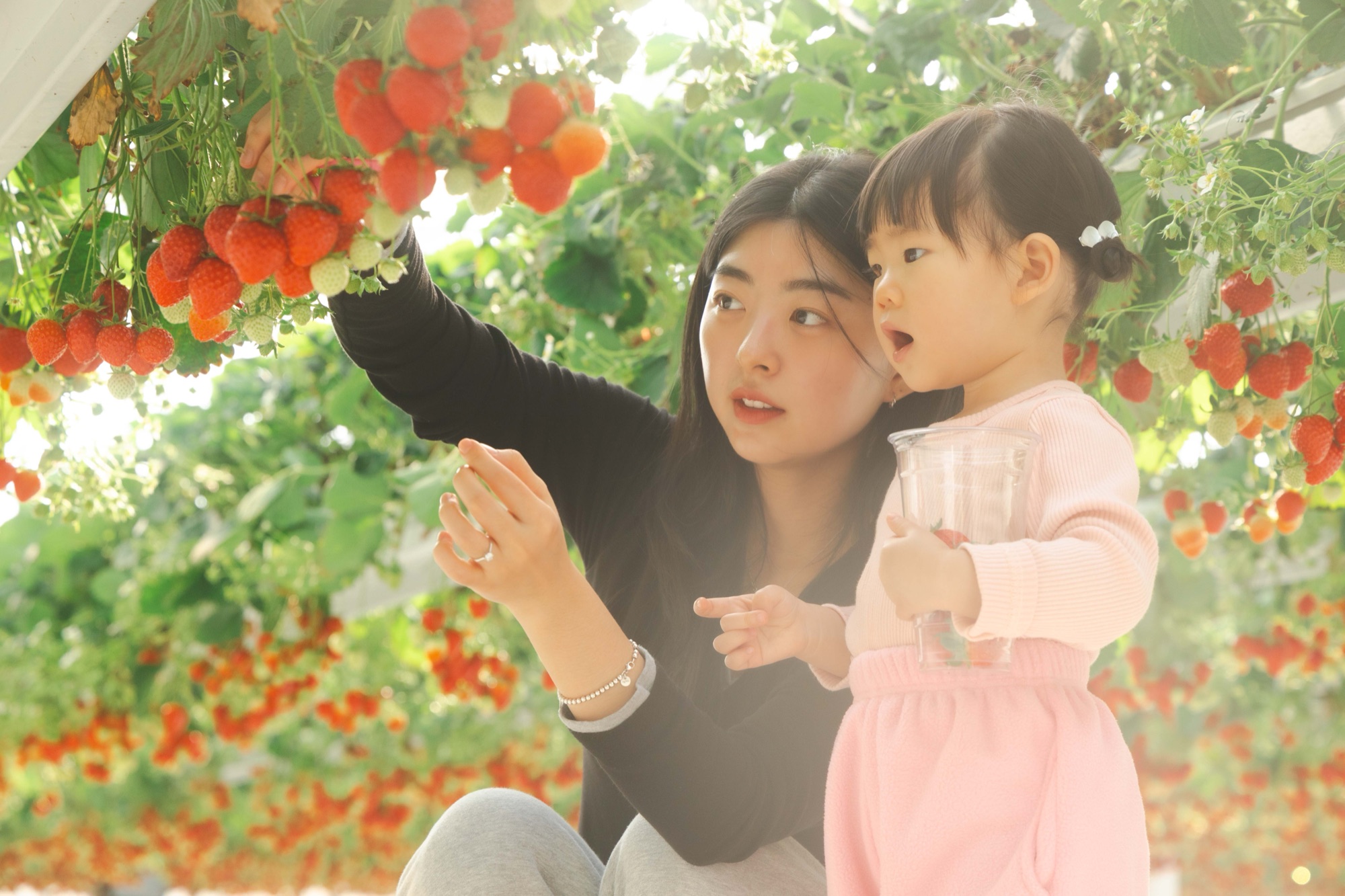 가족이 함께 딸기를 고르고 체험하는 분위기를 표현한 안내 이미지