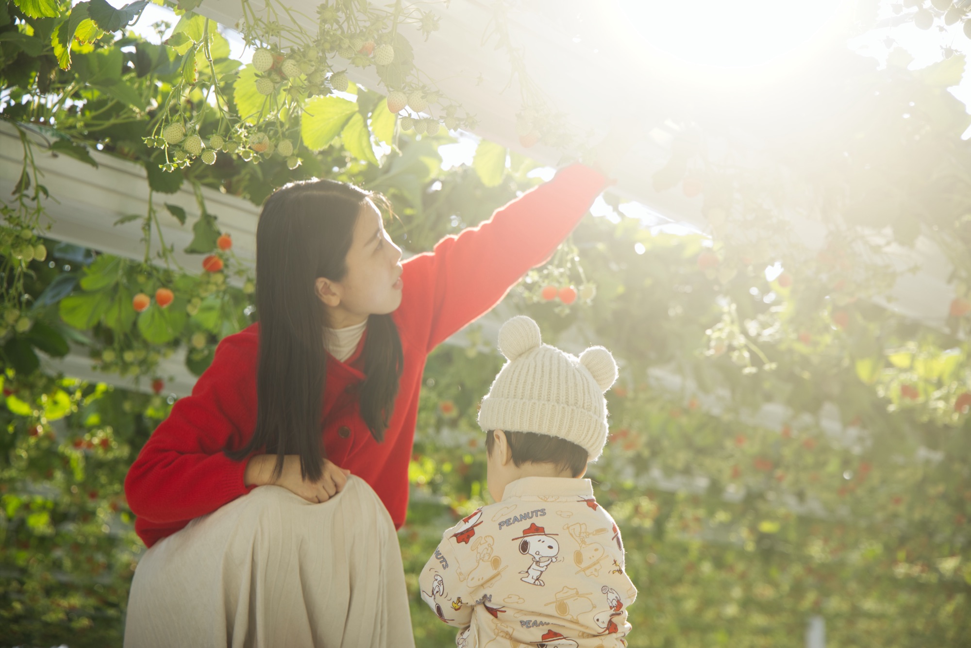 하늘의별딸기 농장의 따뜻한 딸기 체험 분위기를 담은 안내 이미지
